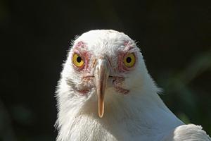 Gypohierax angolensis