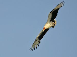 Gypohierax angolensis