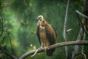 Gyps himalayensis