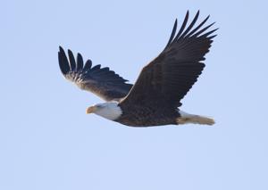 Haliaeetus leucocephalus