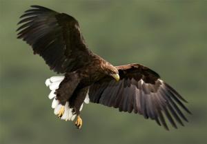 Haliaeetus albicilla