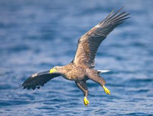Haliaeetus albicilla