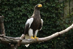 Haliaeetus pelagicus