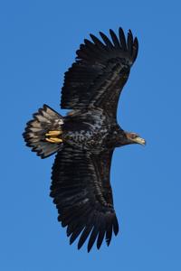 Haliaeetus albicilla