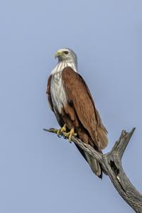 Haliastur indus indus