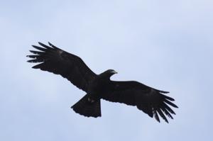 Ictinaetus malaiensis