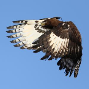 Lophaetus occipitalis