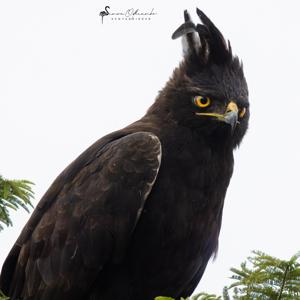 Lophaetus occipitalis