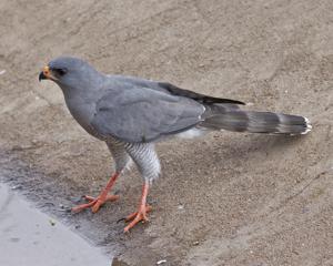 utils/thumbs/Accipitridae/Micronisus_Zi5wdukrPbmLMWx3X2iQXk.jpg