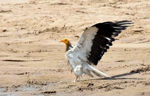 Neophron percnopterus