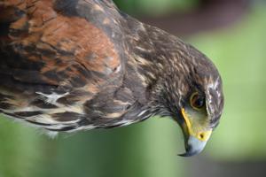 Parabuteo unicinctus