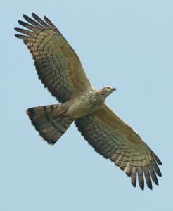 Pernis ptilorhynchus