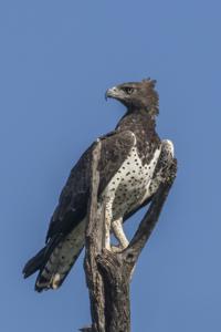 Polemaetus bellicosus