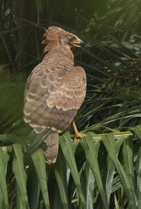 Polyboroides typus