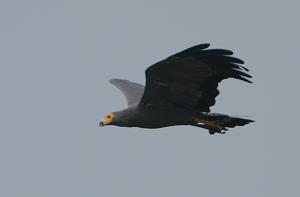 Polyboroides typus