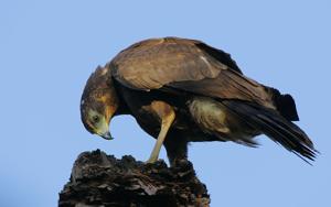 Polyboroides typus