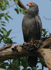 Polyboroides typus