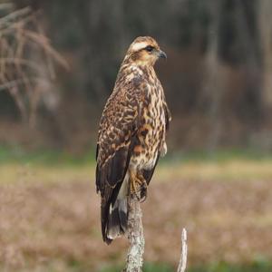 Rostrhamus sociabilis