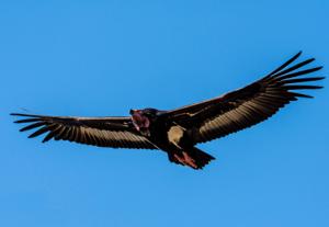 Sarcogyps calvus