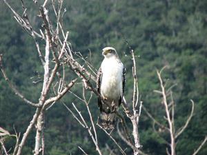 Spilornis cheela perplexus