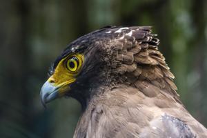 Spilornis cheela