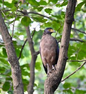 Spilornis cheela