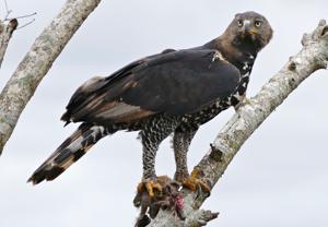 utils/thumbs/Accipitridae/Stephanoaetus_RJySEn8ak7fHz8xbEHxhtU.jpg