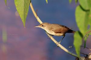 Acrocephalus stentoreus amyae