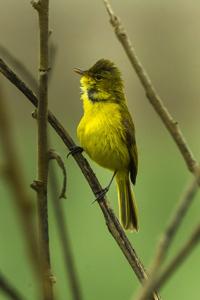 utils/thumbs/Acrocephalidae/Chloropeta_3sb34hiCJ4JdrpNUMoTLoa.jpg