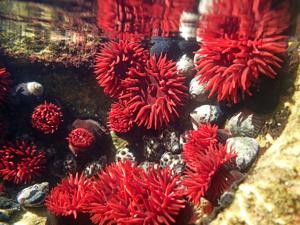 utils/thumbs/Actiniidae/Actinia_GsMPZ6a5Kja3AZNvVobwUJ.jpg
