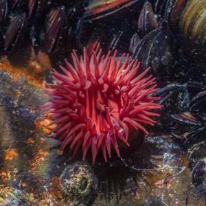 Actinia equina