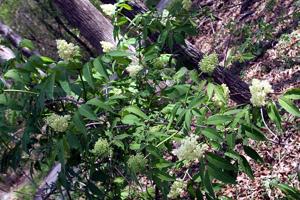 Sambucus pubens