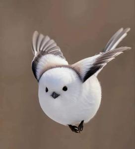 Aegithalos caudatus japonicus