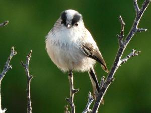 Aegithalos caudatus japonicus