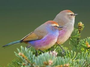 Leptopoecile sophiae