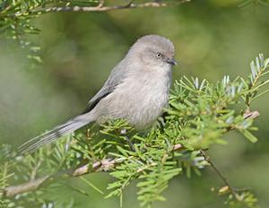 utils/thumbs/Aegithalidae/Psaltriparus_2PA3viPwedEDyq9zTdTpMD.jpg