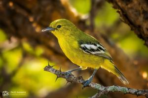 Aegithina nigrolutea