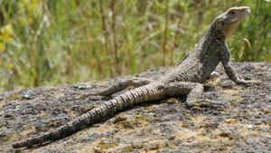 utils/thumbs/Agamidae/Paralaudakia_4jfrYhXvLwcoqTsZk6dXqG.jpg