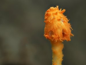 Agaricus trisulphuratus