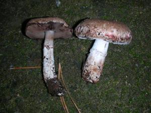 Agaricus arorae