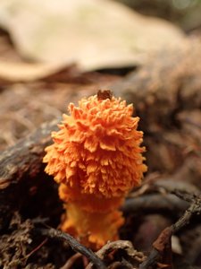 Agaricus trisulphuratus