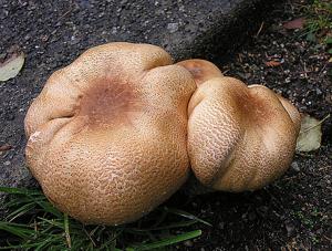 utils/thumbs/Agaricaceae/Agaricus_hmuw98abAw8UeyZvJkCMzs.jpg