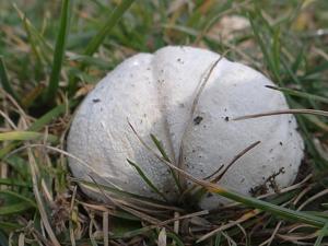 utils/thumbs/Agaricaceae/Calvatia_Sm9cE37sTEj7uNTD68Njou.jpg