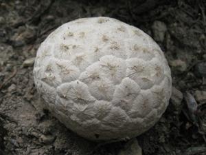 Calvatia sculpta