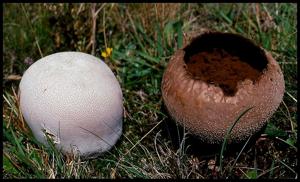 Calvatia utriformis