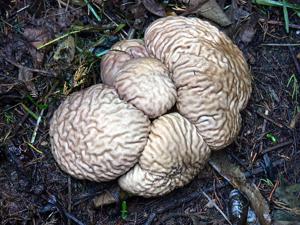 utils/thumbs/Agaricaceae/Calvatia_kdADXFDzU5yomEZvMVMQyj.jpg