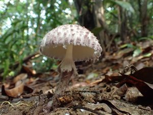 utils/thumbs/Agaricaceae/Coniolepiota_7YByRSKrSQ7sA8FisU9PUE.jpeg