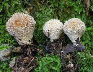 utils/thumbs/Agaricaceae/Lycoperdon_2SHLmQ5dSi9qc8ray2epPJ.jpg