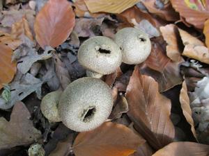 Lycoperdon perlatum