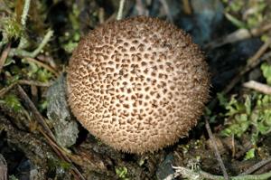 utils/thumbs/Agaricaceae/Lycoperdon_ceDXmzFiSTcWV3VTZwcKDs.jpg